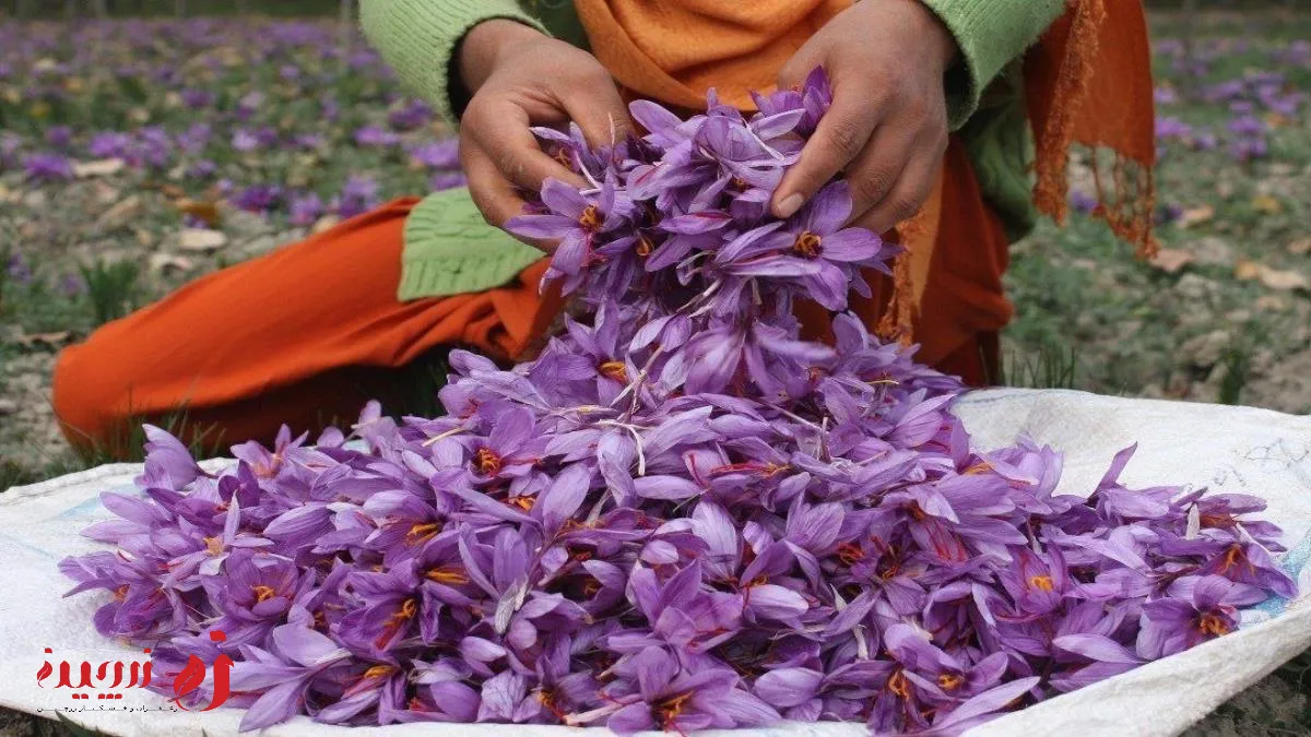 ارتباط زعفران برای قلب