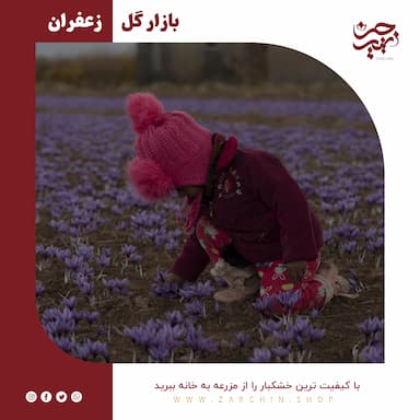 خرید زعفران از کشاورز | زرچین