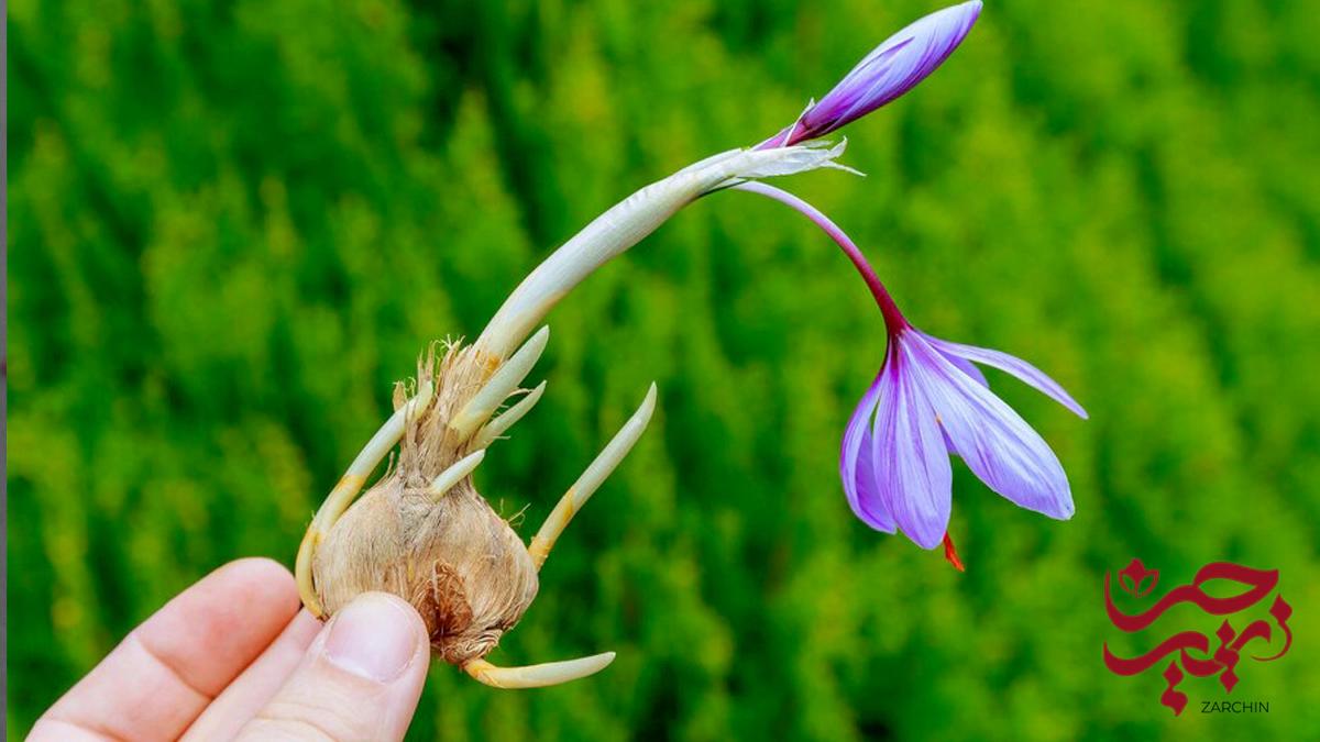 زعفران طلای سرخ جهان رو بهتر بشناسید1