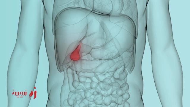 کیسه صفرا چیست؟ همه آنچه که باید درباره این عضو حیاتی بدن بدانید21