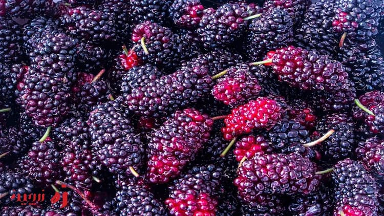 خواص شاه توت برای سلامتی + ارزش غذایی کامل شاه توت