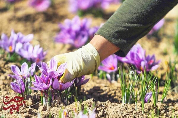 کاربرد زعفران در صنایع دارویی