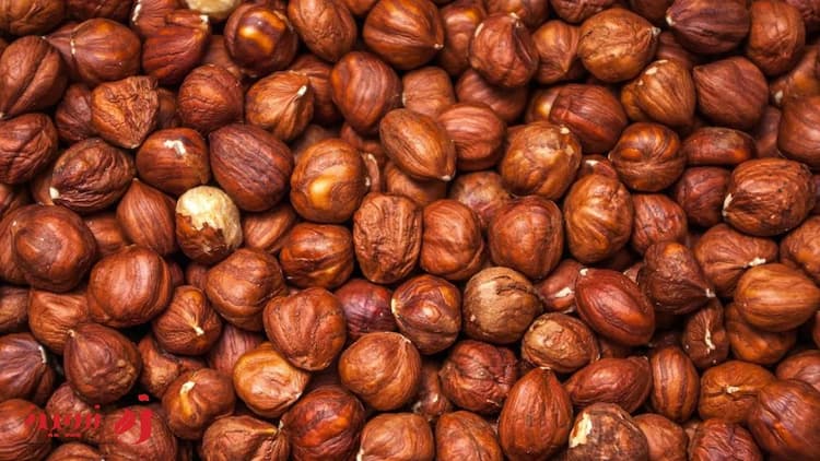 خواص فندق برای بدن | از سلامت قلب تا درمان کم خونی