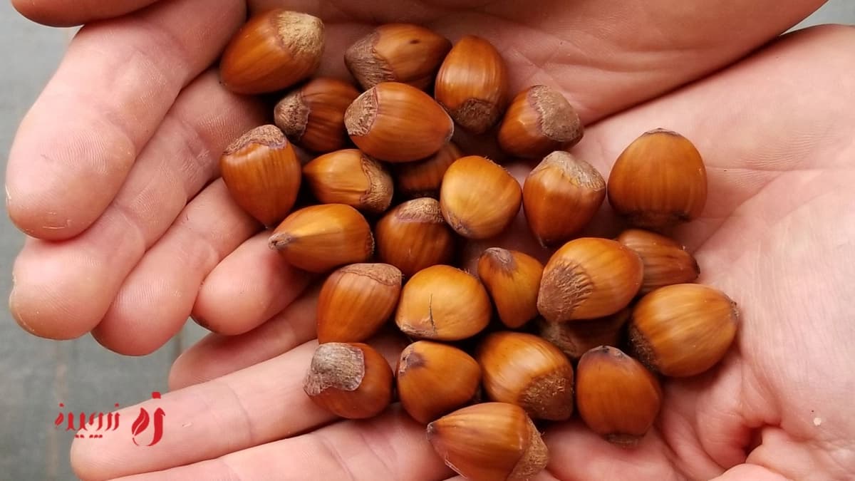 طبع فندق و تأثیرات آن بر بدن در طب سنتی1