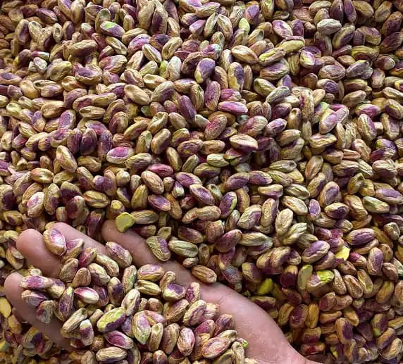 خرید عمده مغز پسته