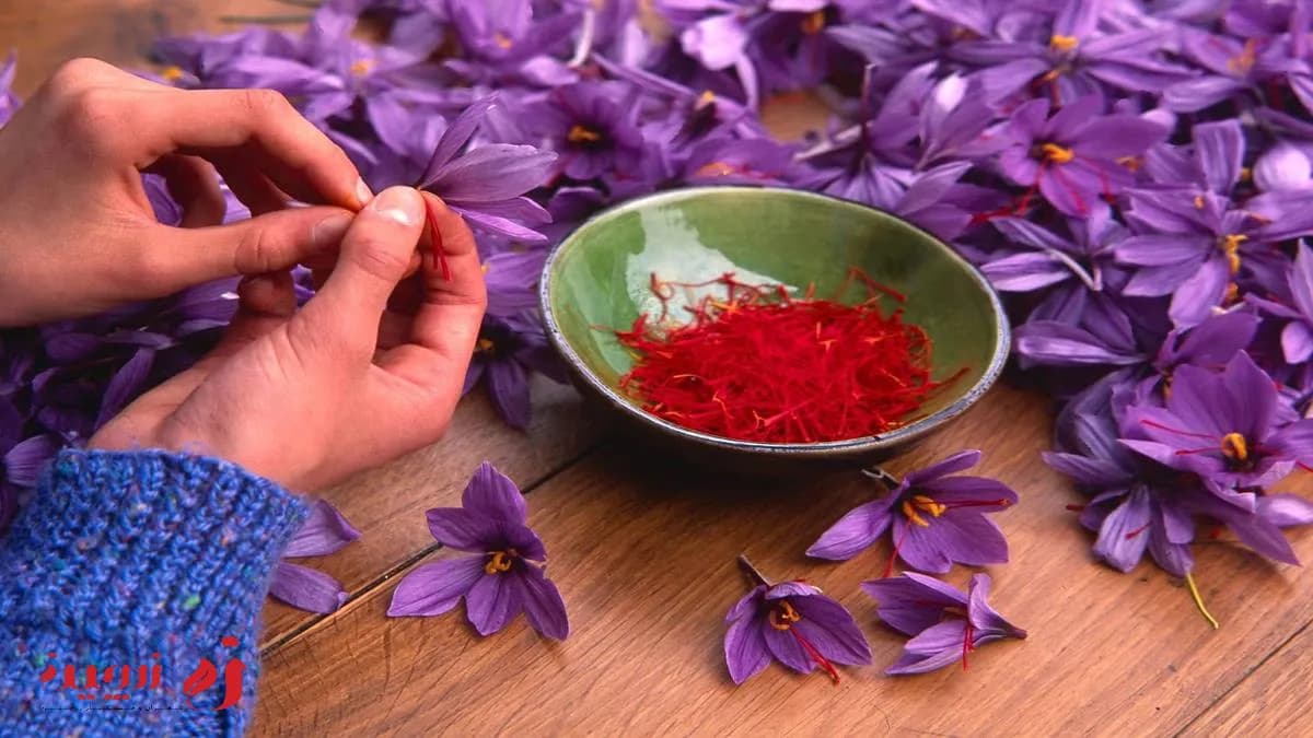 قیمت زعفران با افزایش قیمت ۲۵ درصدی روبهرو شد