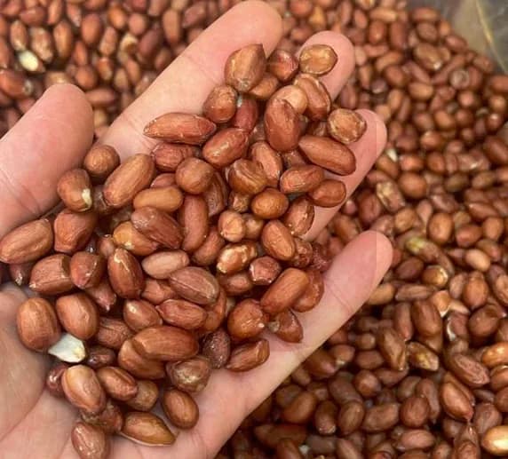 خرید عمده بادام زمینی هندی با پوست