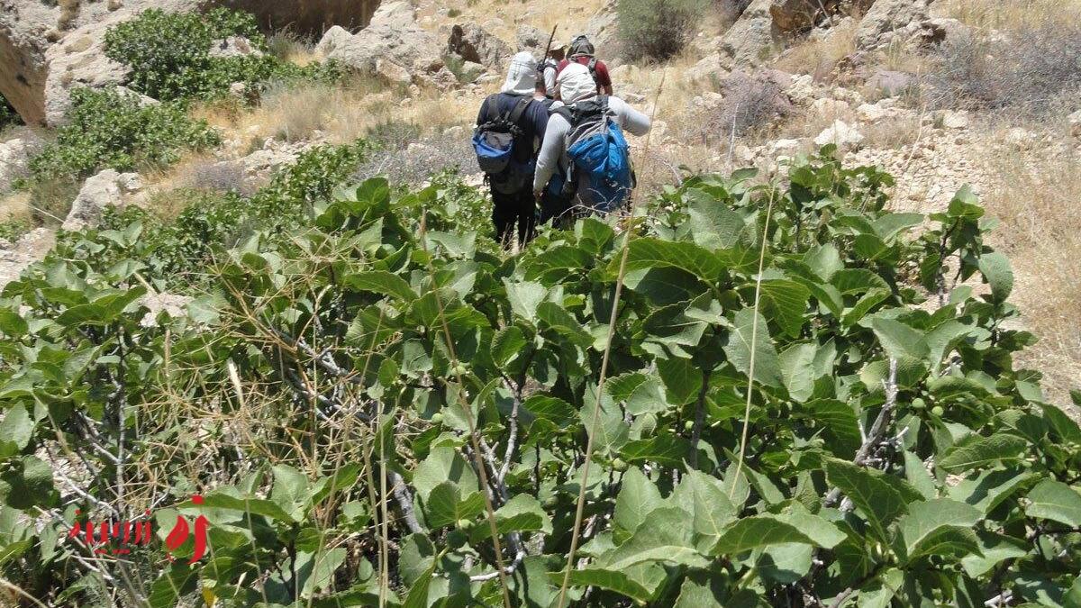 انجیر کوهی یا کیجو | خواص و مناطق رویش