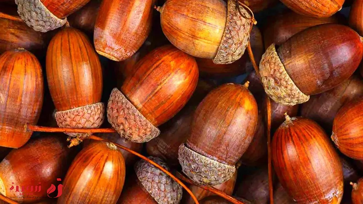 خواص بلوط برای بدن چیست و چه عوارضی دارد؟