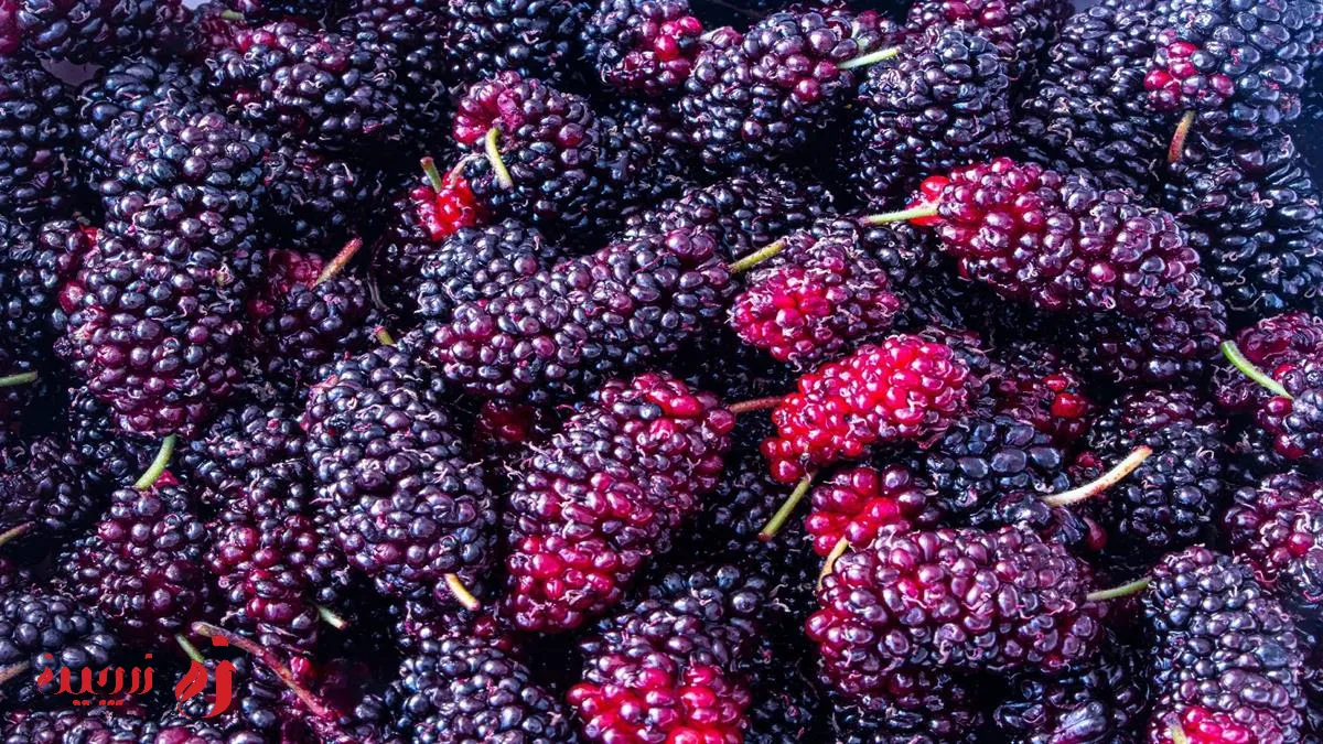 خواص شاه توت برای سلامتی + ارزش غذایی کامل شاه توت