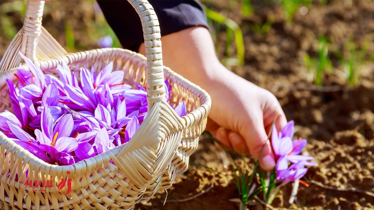 زعفران برای استرس | خواص آرام بخش و ضد اضطراب زعفران