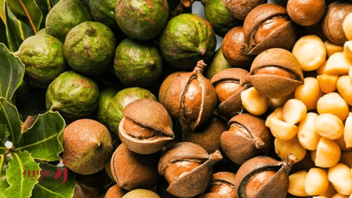 ماکادمیا در رژیم کتوژنیک؛ چطور این آجیل چرب به کاهش وزن کمک میکند؟