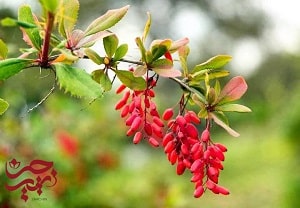آموزش کاشت زرشک