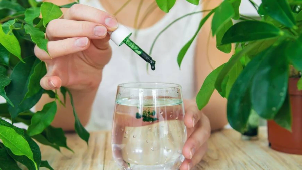 قطره کلروفیل یا معجون سبز سلامتی چیست؟