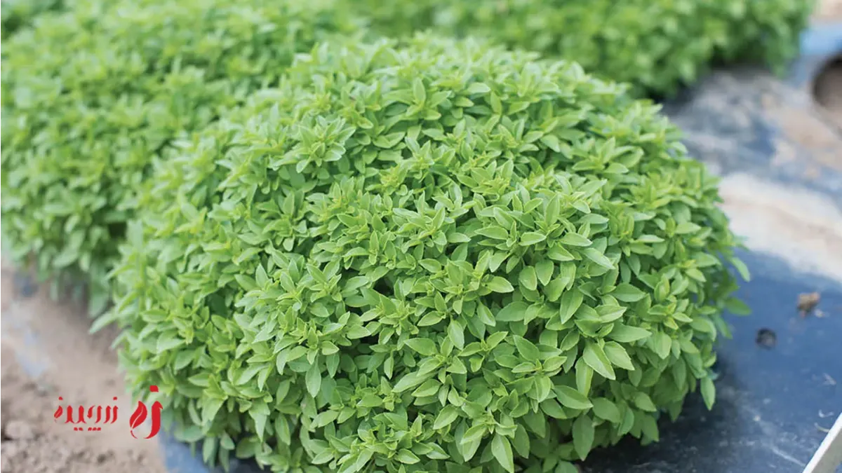 7 ایده خلاقانه برای کاشت سبزه شب عید؛ چطور سبزه خوراکی بکاریم؟