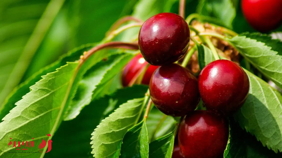 خواص گیلاس برای چشم