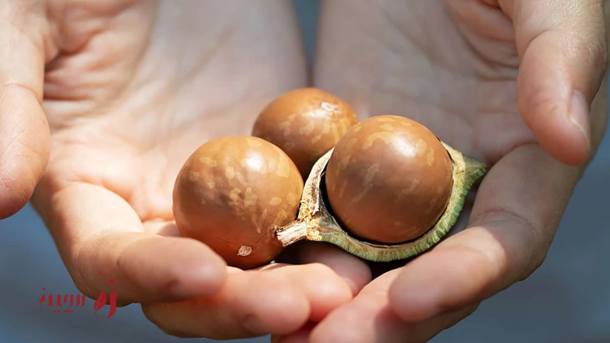 خواص ماکادمیا برای پوست و مو؛ یک روغن طبیعی بیرقیب