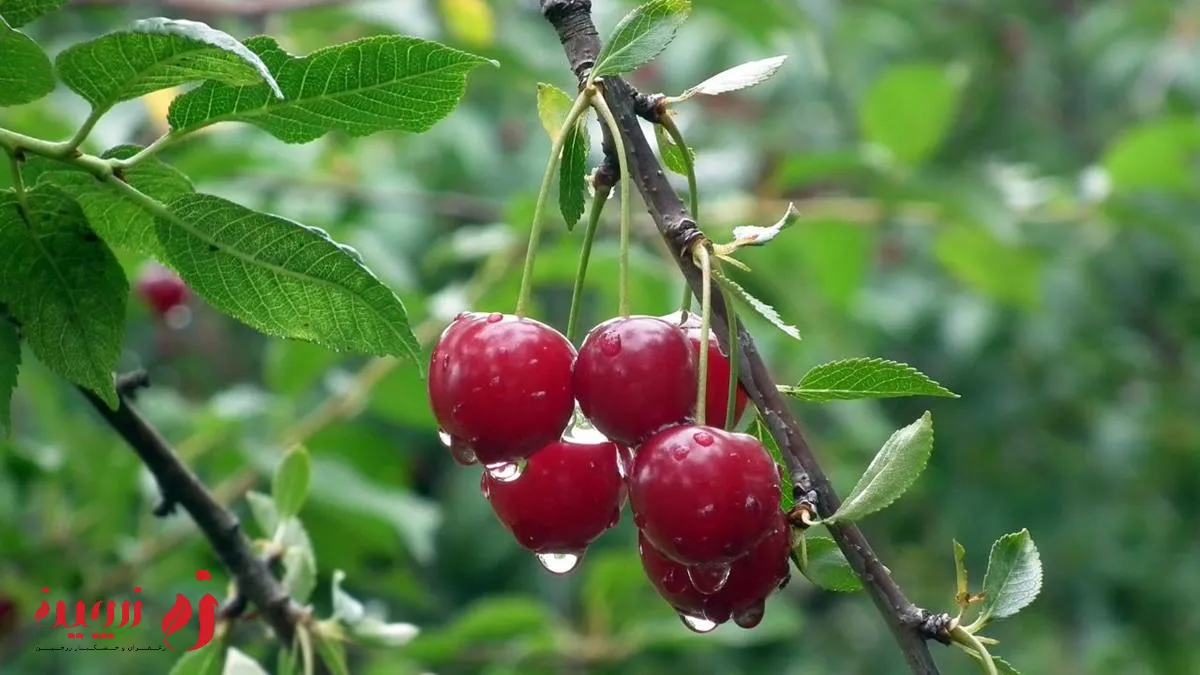 خواص گیلاس برای بدن