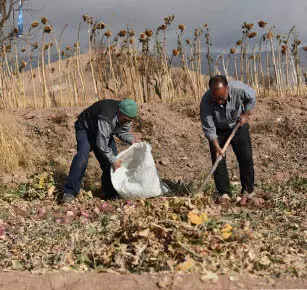 اهمیت خرید زعفران از کشاورز