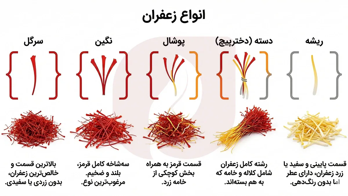 راهنمای جامع شناخت انواع زعفران: از نگین تا پوشال و ترفندهای خرید هوشمندانه