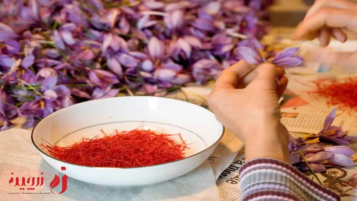 خواص زعفران و راهنمای تشخیص زعفران اصل از تقلبی