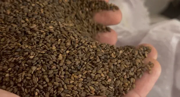 Sesame & Seeds