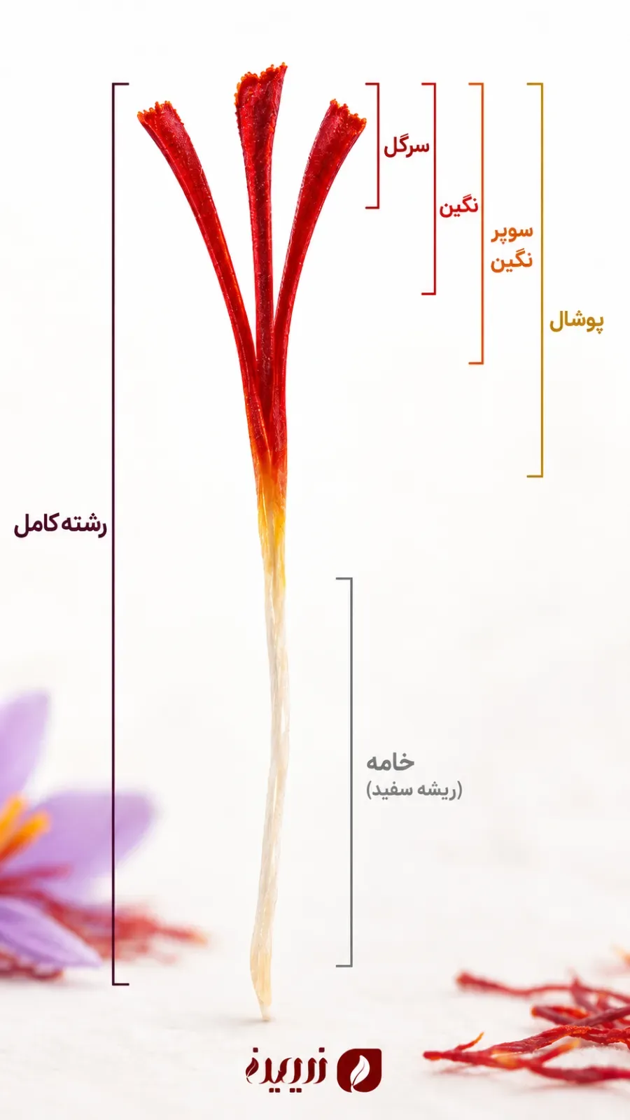رشته‌های زعفران