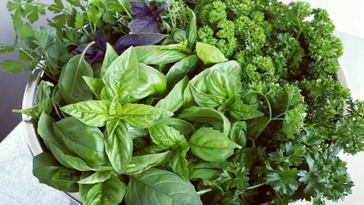 سبزی دلمه برگ مو تهرانی